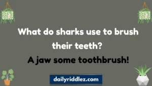 Shark Riddles